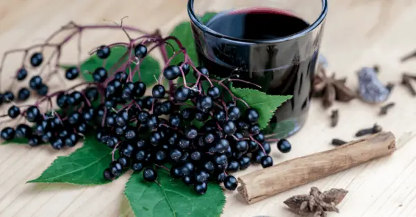 elderberry