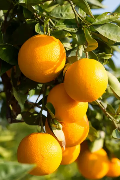 Valencia oranges